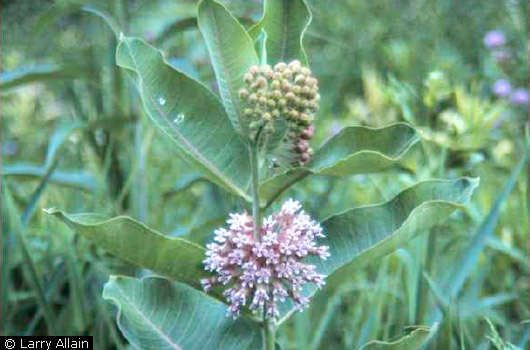 Common Milkweed Common Milkweed