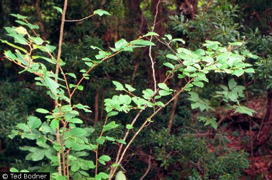 Witch Hazel Witch Hazel