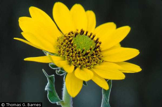 Ashy Sunflower Ashy Sunflower