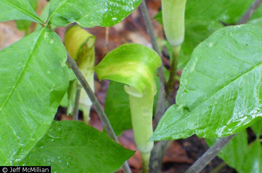 Jack in the Pulpit Jack in the Pulpit