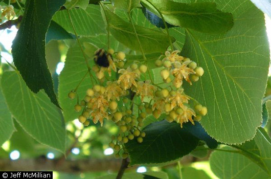 Basswood Basswood