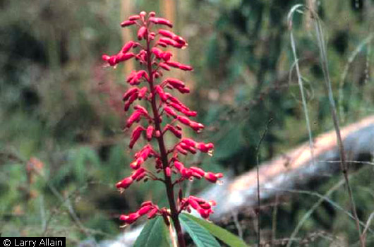 Red Buckeye Red Buckeye
