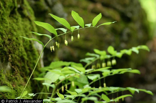 Solomon's Seal Solomon's Seal