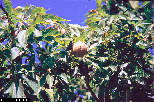 Ohio Buckeye 1 Ohio Buckeye 1