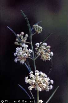 Whorled Milkweed Whorled Milkweed