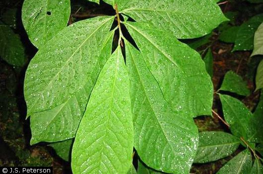 Pawpaw 1 Pawpaw 1