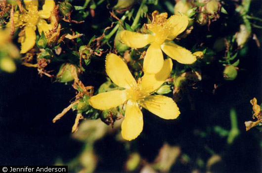 St. John's Wort St. John's Wort