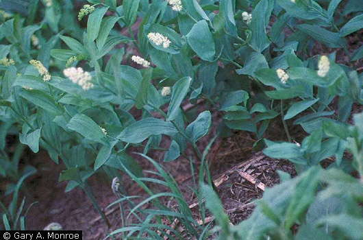 False Solomon's Seal False Solomon's Seal