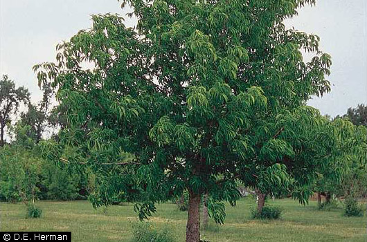 Ohio Buckeye 3 Ohio Buckeye 3