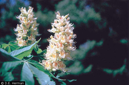 Ohio Buckeye 2 Ohio Buckeye 2