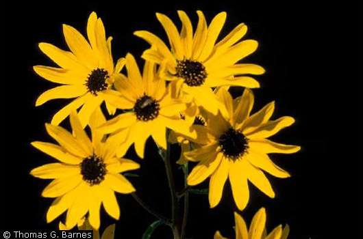 Swamp Sunflower Swamp Sunflower